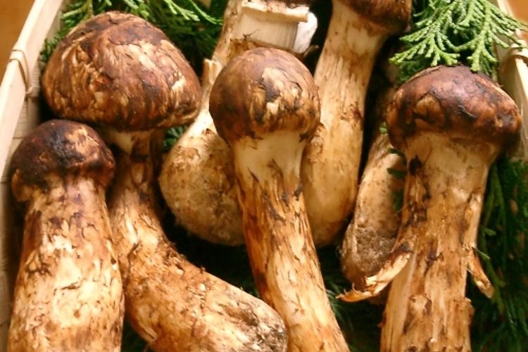 Matsutake Fresh mushrooms