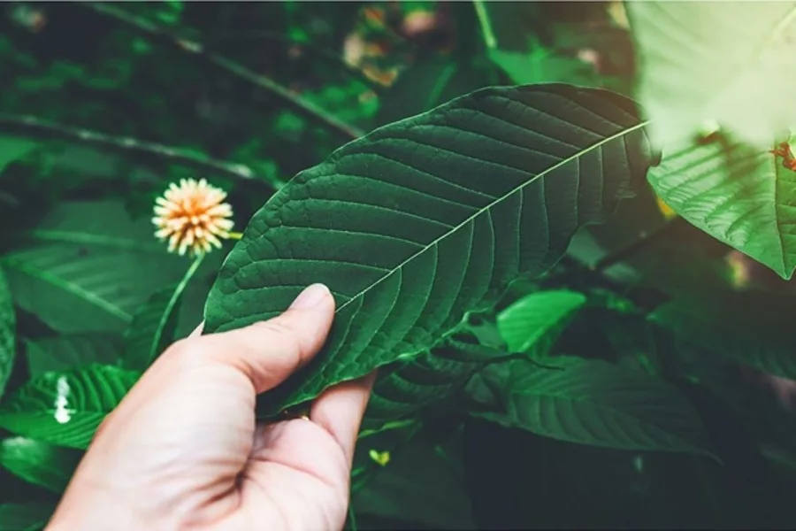 Kratom and CBD: Benefits You Should be aware of